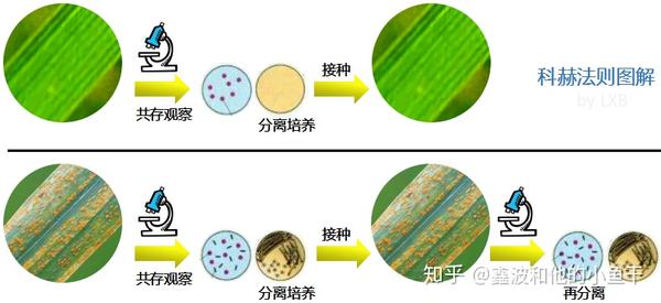 用科赫法则进行病害诊断和病原物鉴定的基本步骤