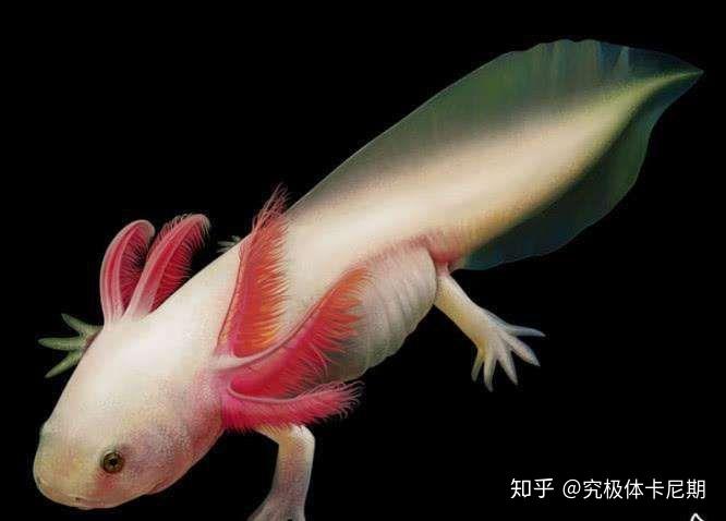 成年后会退化掉鳃并依靠肺部进行呼吸,美西螈一生都依靠鳃进行呼吸