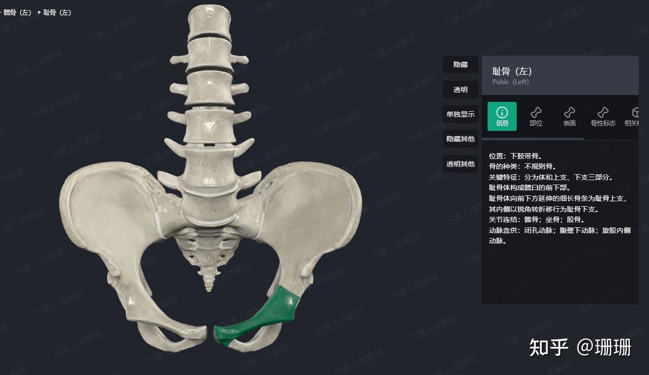 耻骨体为啥叫耻骨体,到底位于哪里呢? - 知乎