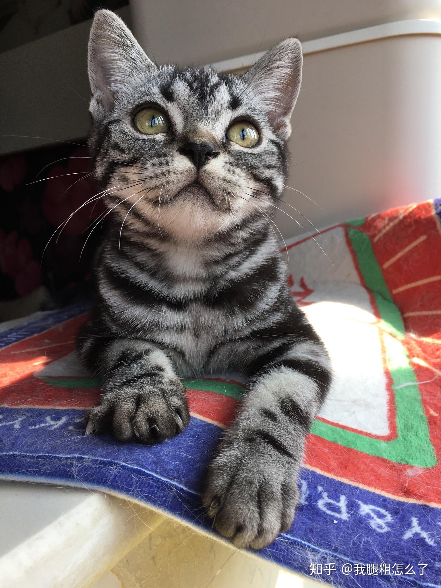 请问这只是美短串还是纯狸花