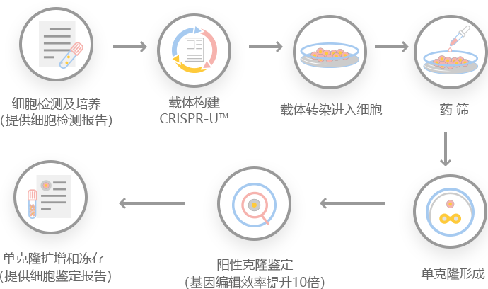 利用crispr-u64 在apre-19细胞中进行基因编辑