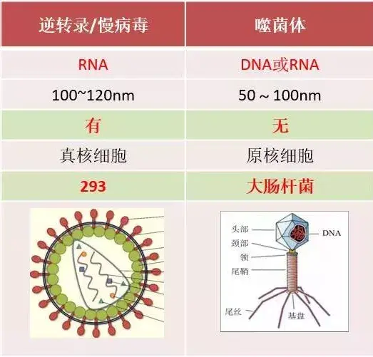 慢病毒结构图片