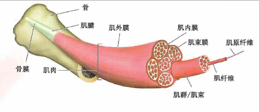 肌肉组织结构简图图片
