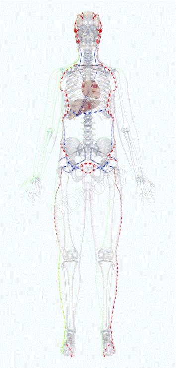 3d经络走向动画图图片