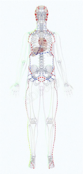 最新十四经络3d动态循行图,配歌诀