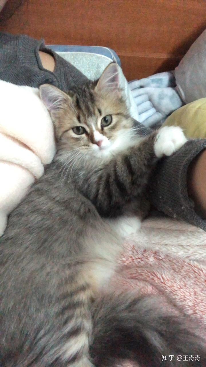 大伙有养英短串布偶的图嘛