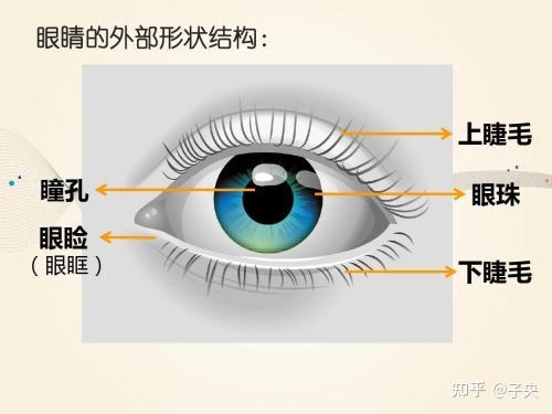 视力下降的原因之 · 眼睛的构造 - 知乎