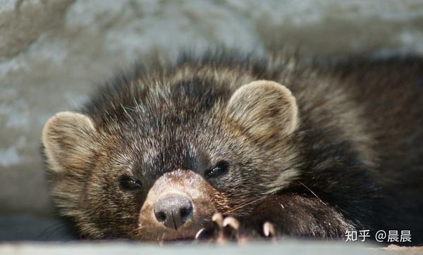 看看一些奸商都是用哪些动物的皮毛来假冒水貂 其中就有黄鼠狼皮 知乎