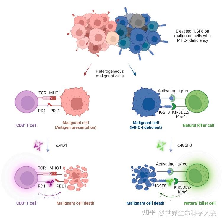 Cell | IGSF8——全新癌症治疗靶点的发现 - 知乎