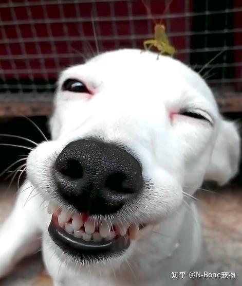 饲主们请注意 易有口腔问题的犬种看这里 知乎