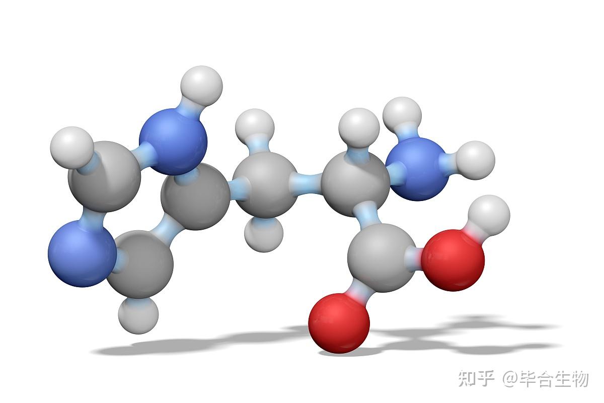 关于必需氨基酸的转运和分布的介绍 - 知乎
