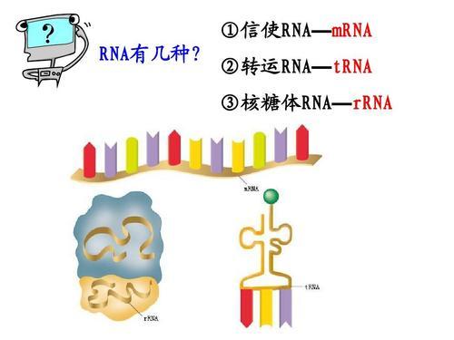 核糖体结构简图图片