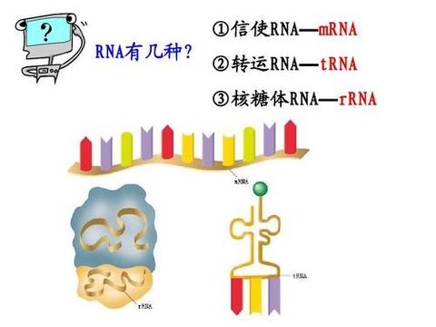 核糖体rna - 知乎
