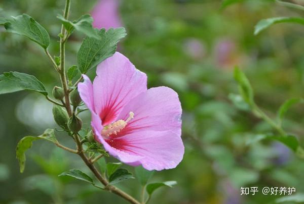 15种适合庭院秋天种植的花卉 知乎