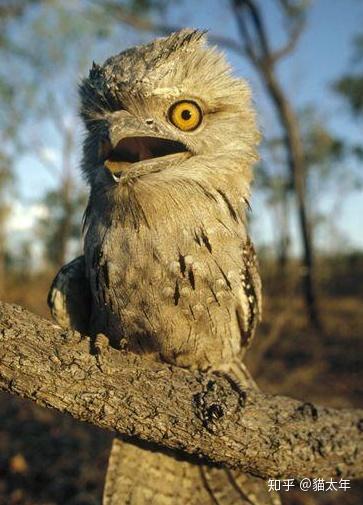 有哪些可爱却不常见的动物