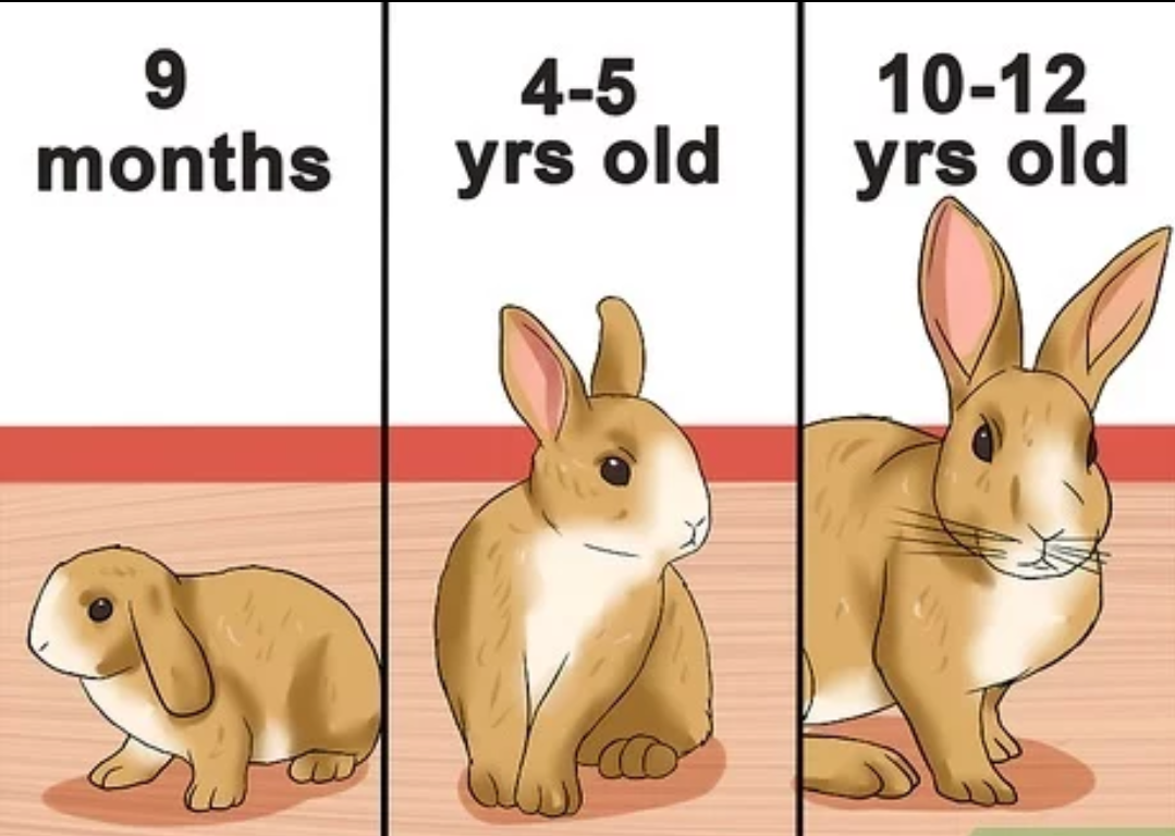 How Many Bunnies Can A Rabbit Have