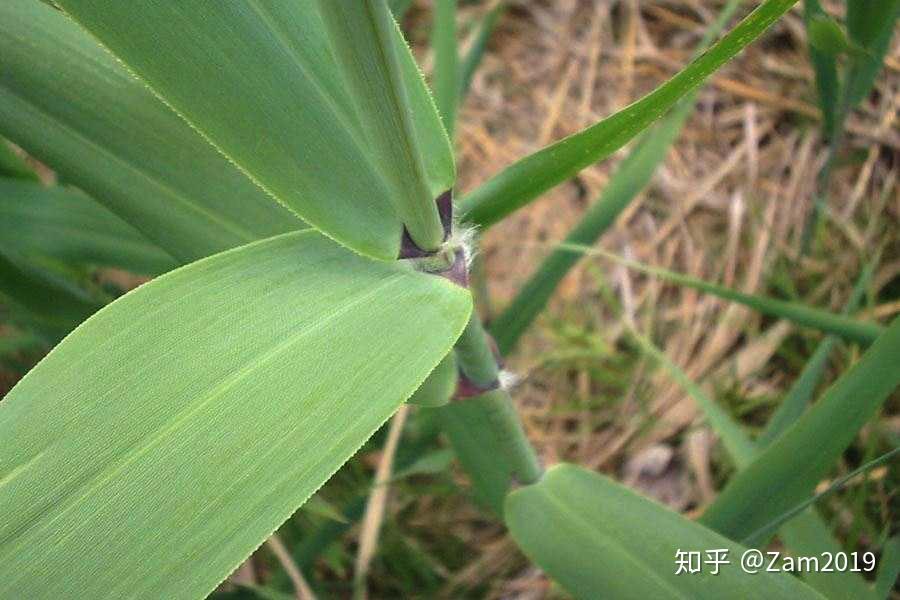 涨姿势!15种常见,可用来包粽的叶子! - 知乎