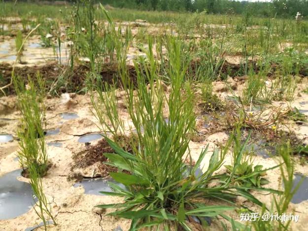 喜讯百蕊草种植基地被认定为十大皖药产业示范基地