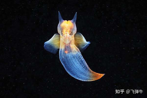 被称为“海天使”的裸海蝶其实是个残酷的天使 - 知乎