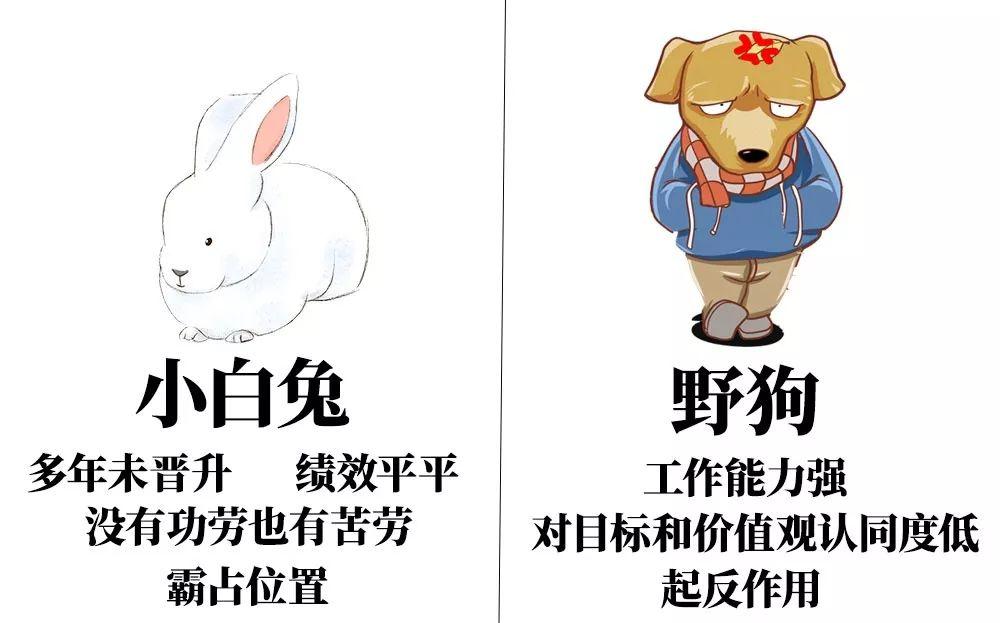 两类人群是特别需要关注的:"野狗"和小白兔"