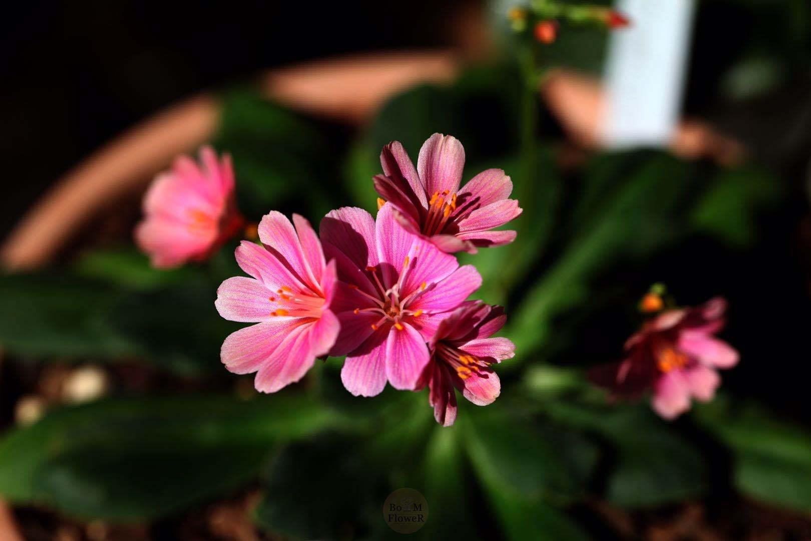 最新网红植物露薇花轻松在家养