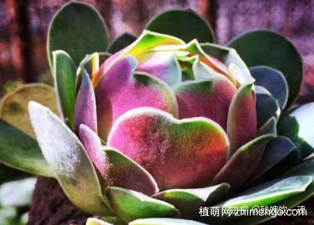 怎么养多肉玫瑰花 v2-0158c6343a913ec85aee873d94f2ff76_r.jpg