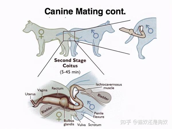 为什么两只狗交配时，会连在一起分不开？ 知乎