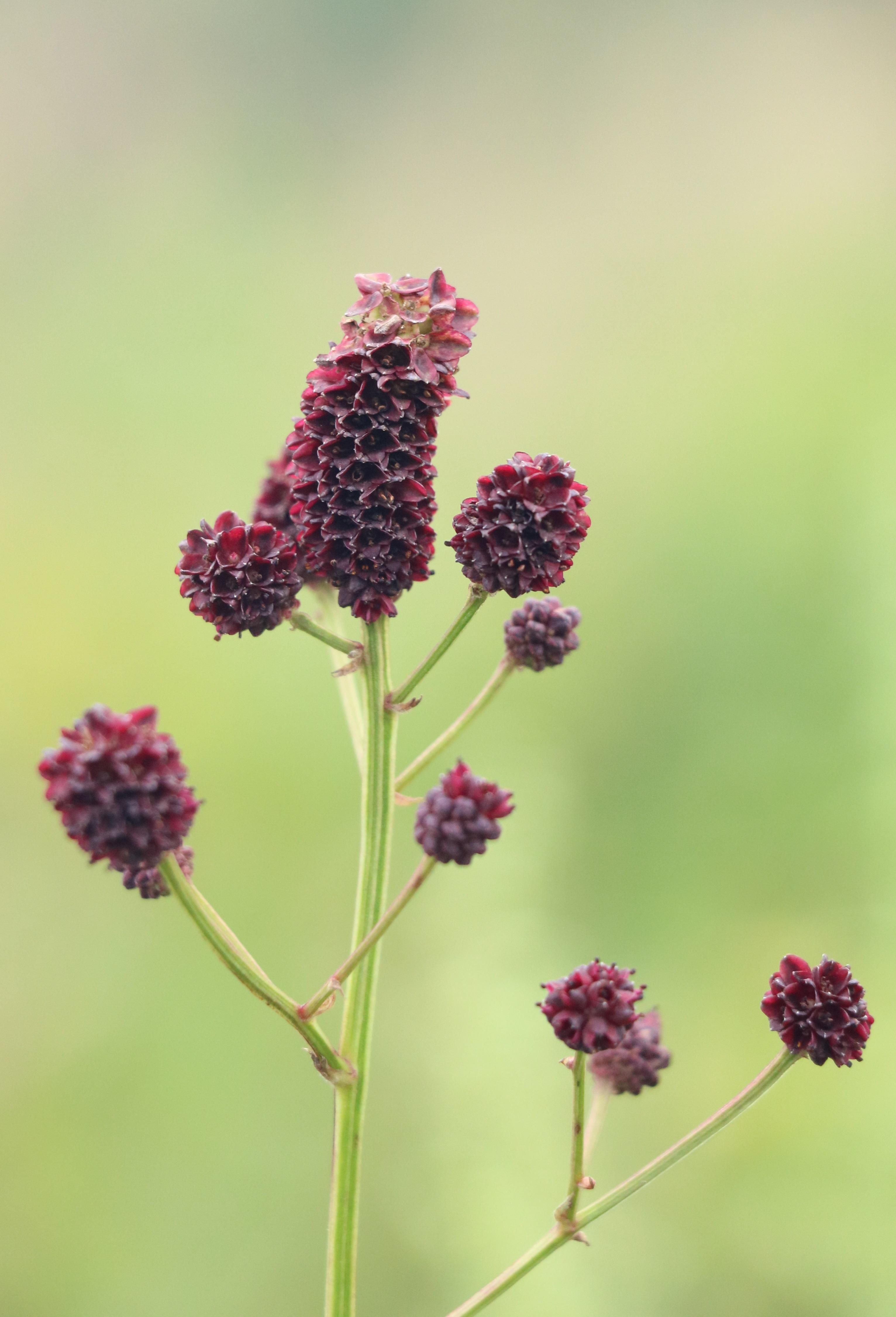 自然足迹横断山区植物小记十二蔷薇科伞形科