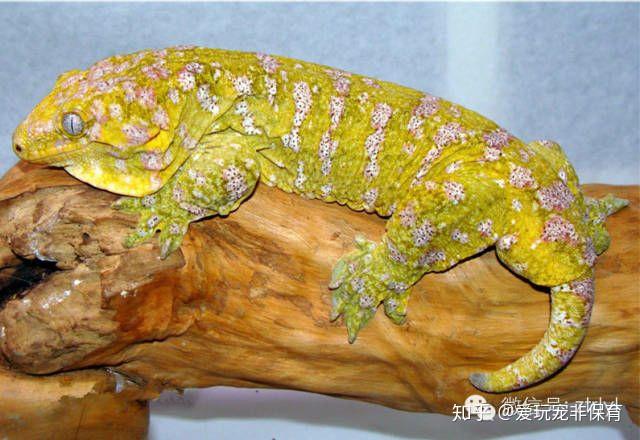 世界上最大的守宫——新喀里多尼亚巨人守宫(rhacodactylus leachia