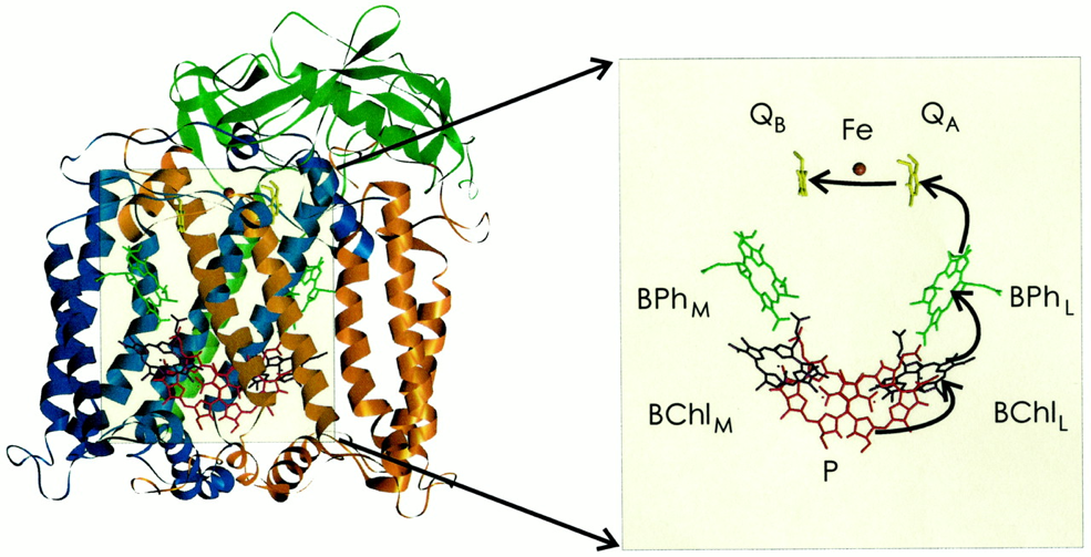紫细菌光反应中心结构图2017年,科学家们又解析了heliobacterium