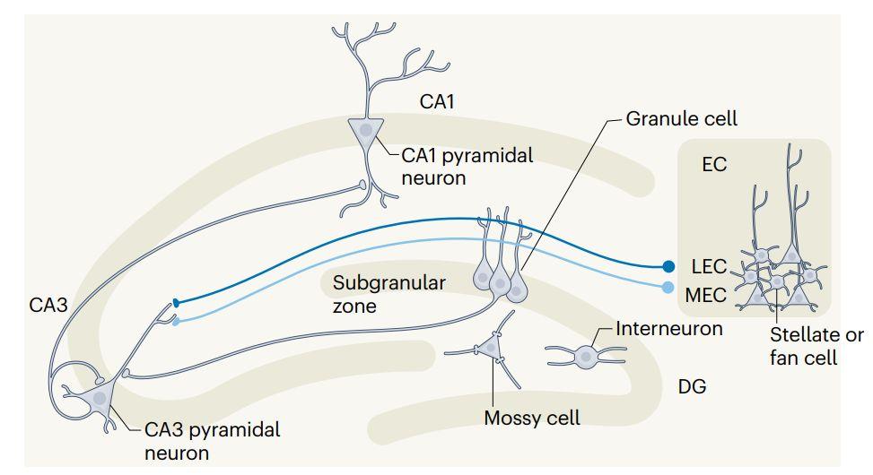nrn最新总结明星脑区海马齿状回的功能评估重要发现与争议