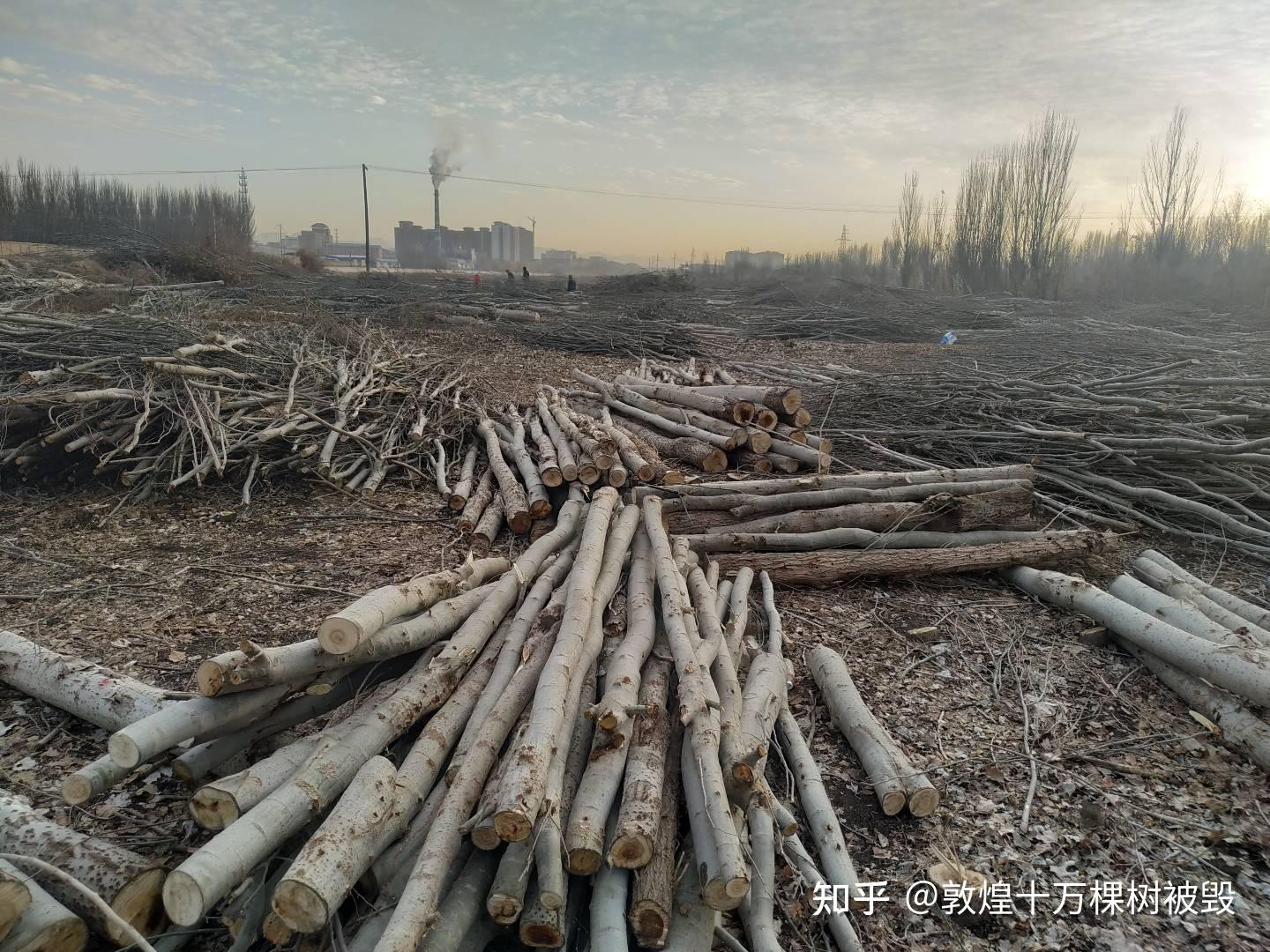 如何看待敦煌阳关林场万亩防护林遭剃光头式砍伐,以葡萄园来作为替代