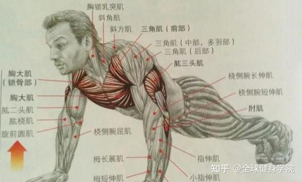 打造麒麟臂之三個徒手肱三頭肌動作你值得擁有