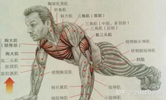 打造麒麟臂之三个徒手肱三头肌动作你值得拥有