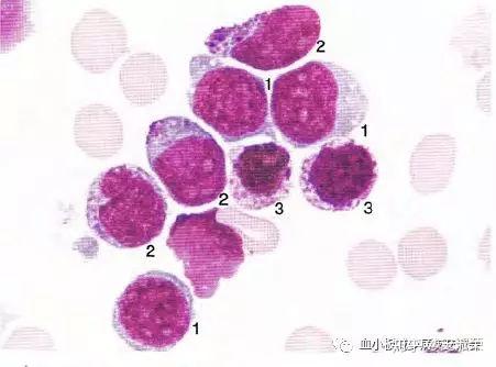 单核细胞结构图图片