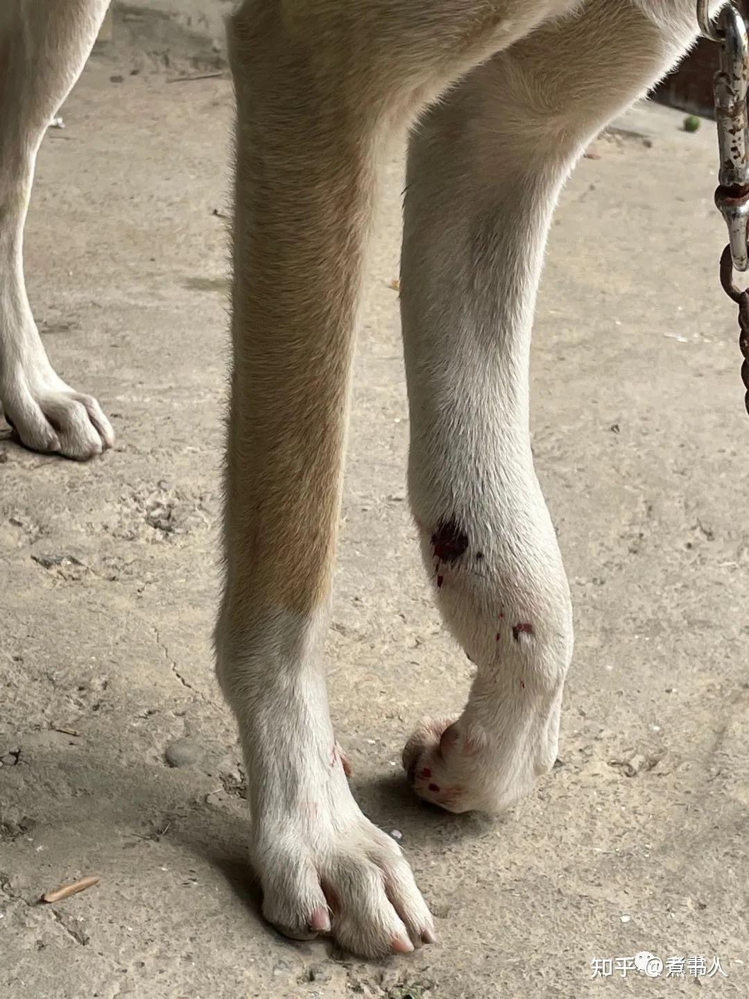 半末文学巧克力狗的腿断了