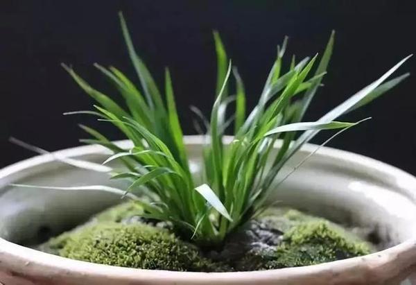 它有一个很贴切的名字，叫随手香。作为菖蒲的一种，茴香菖蒲和石菖蒲、