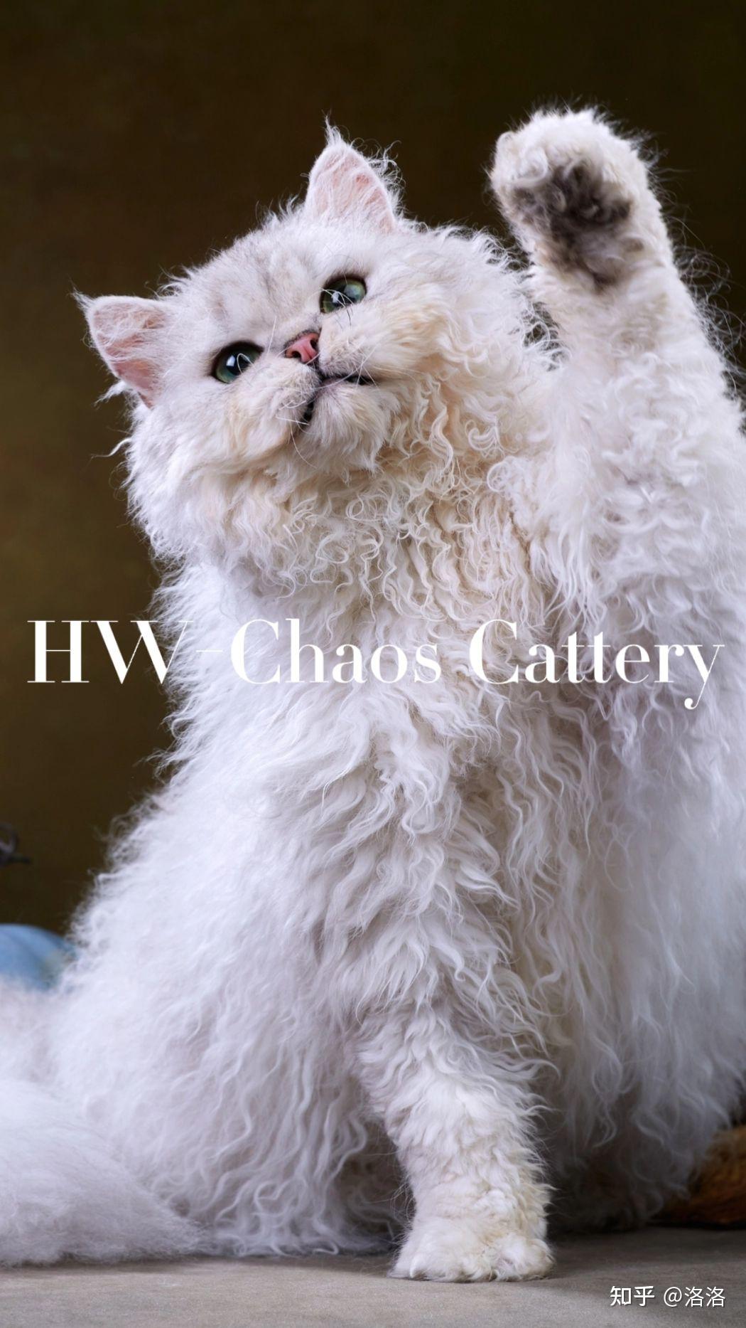 你不知道的泰迪猫塞尔凯克卷毛猫