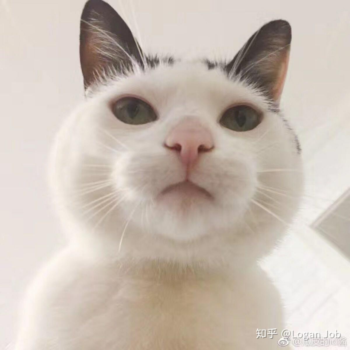 有哪些很萌又有点贱贱的头像