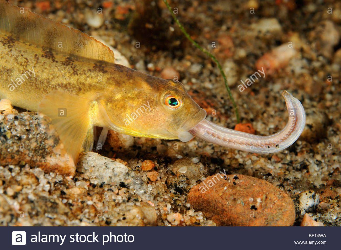 鲨鱼:你才是哺乳动物，你全家都是哺乳动物~~ - 知乎