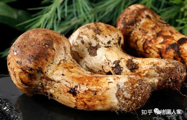 野生菌科普 | 现在开始重识【松茸】！ - 知乎