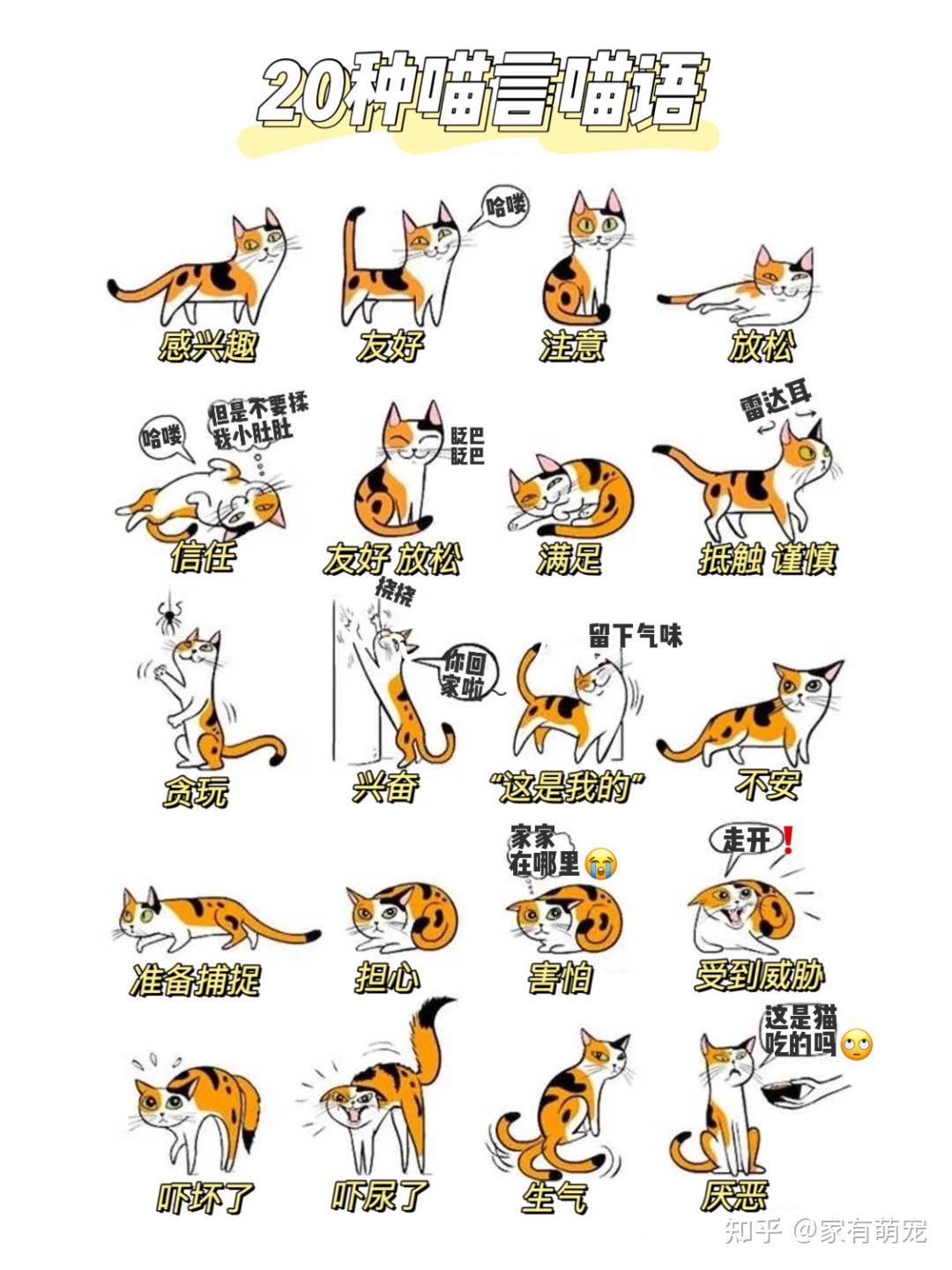 猫动作的含义图解图片