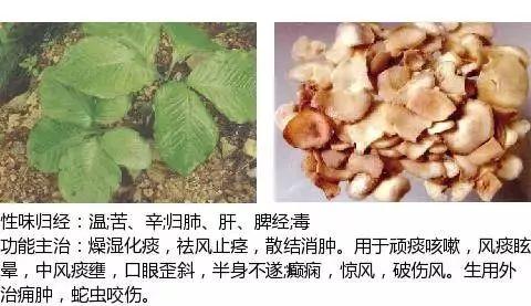 500余种中草药图  第314张