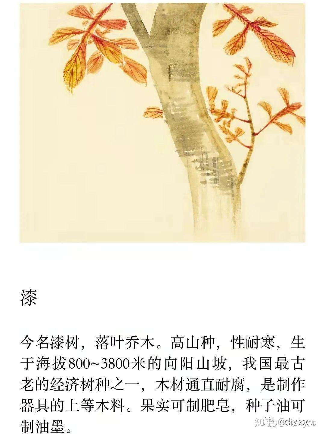 诗经今译鄘风高度发达的女权社会