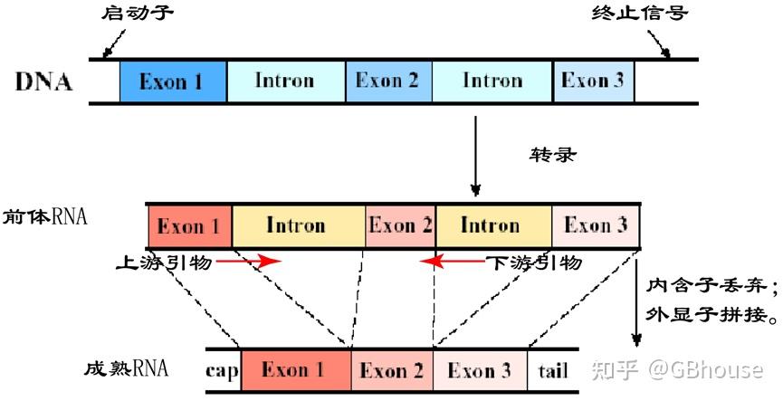 qRT-PCR引物设计的一般准则及引物设计实操 - 知乎