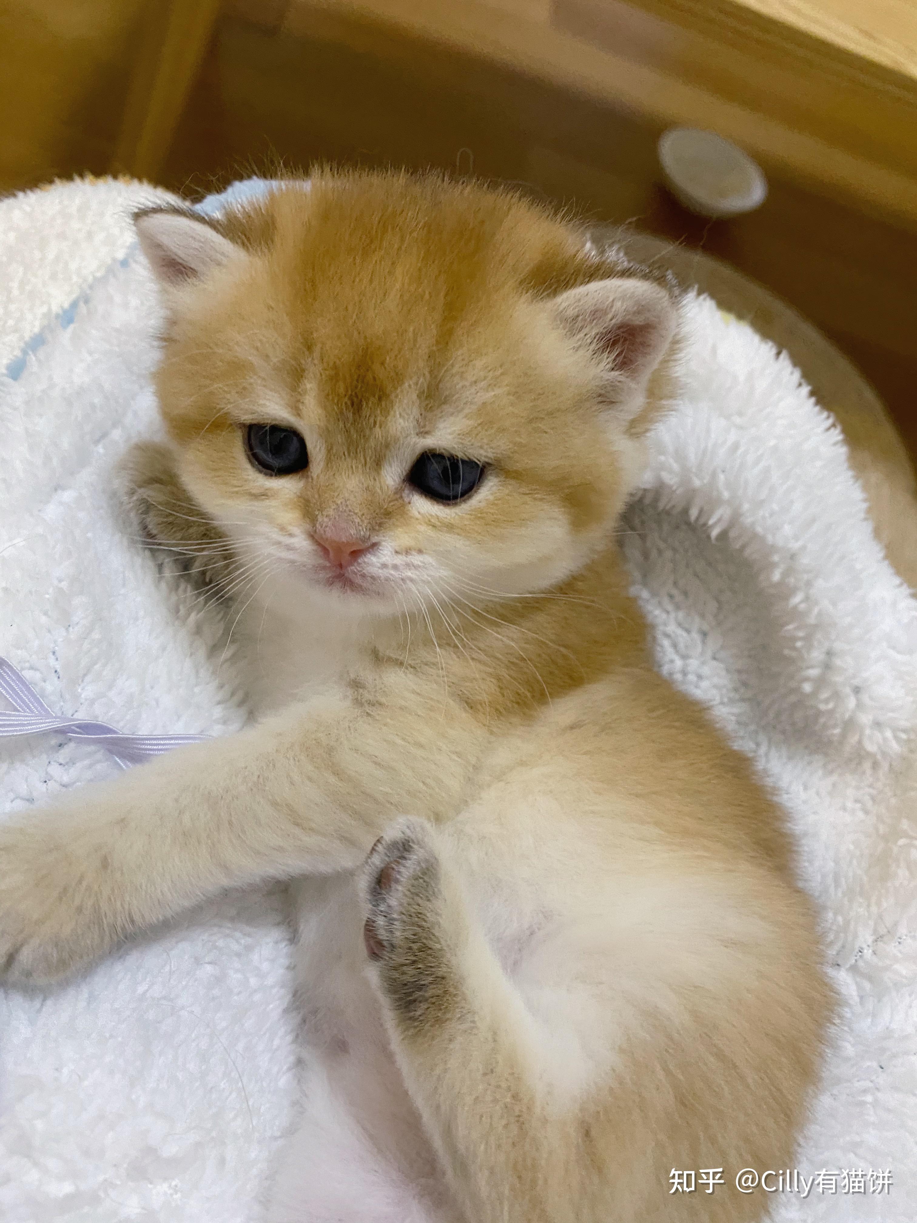 记录小奶猫们的成长