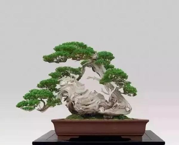 栽一盆好的松柏盆景,不仅可以收藏,也可以传世! - 知乎