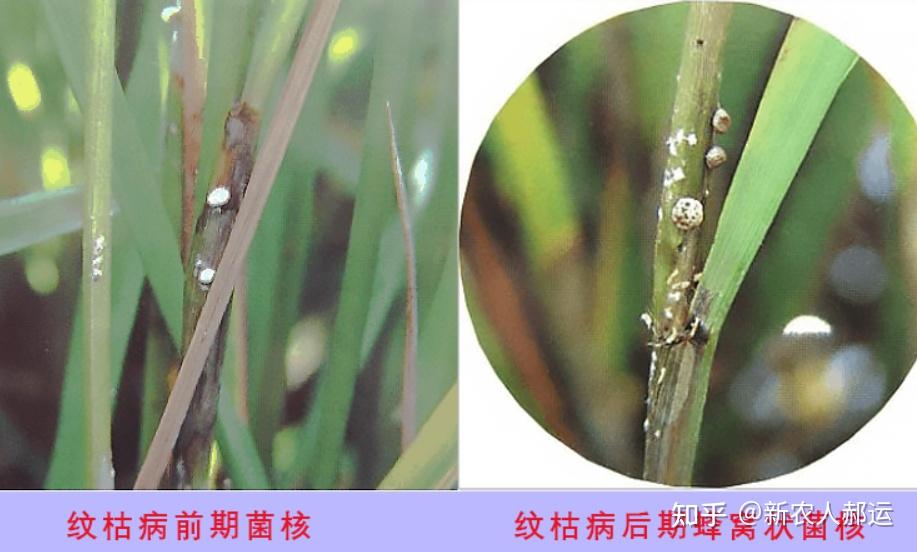 水稻纹枯病 - 知乎