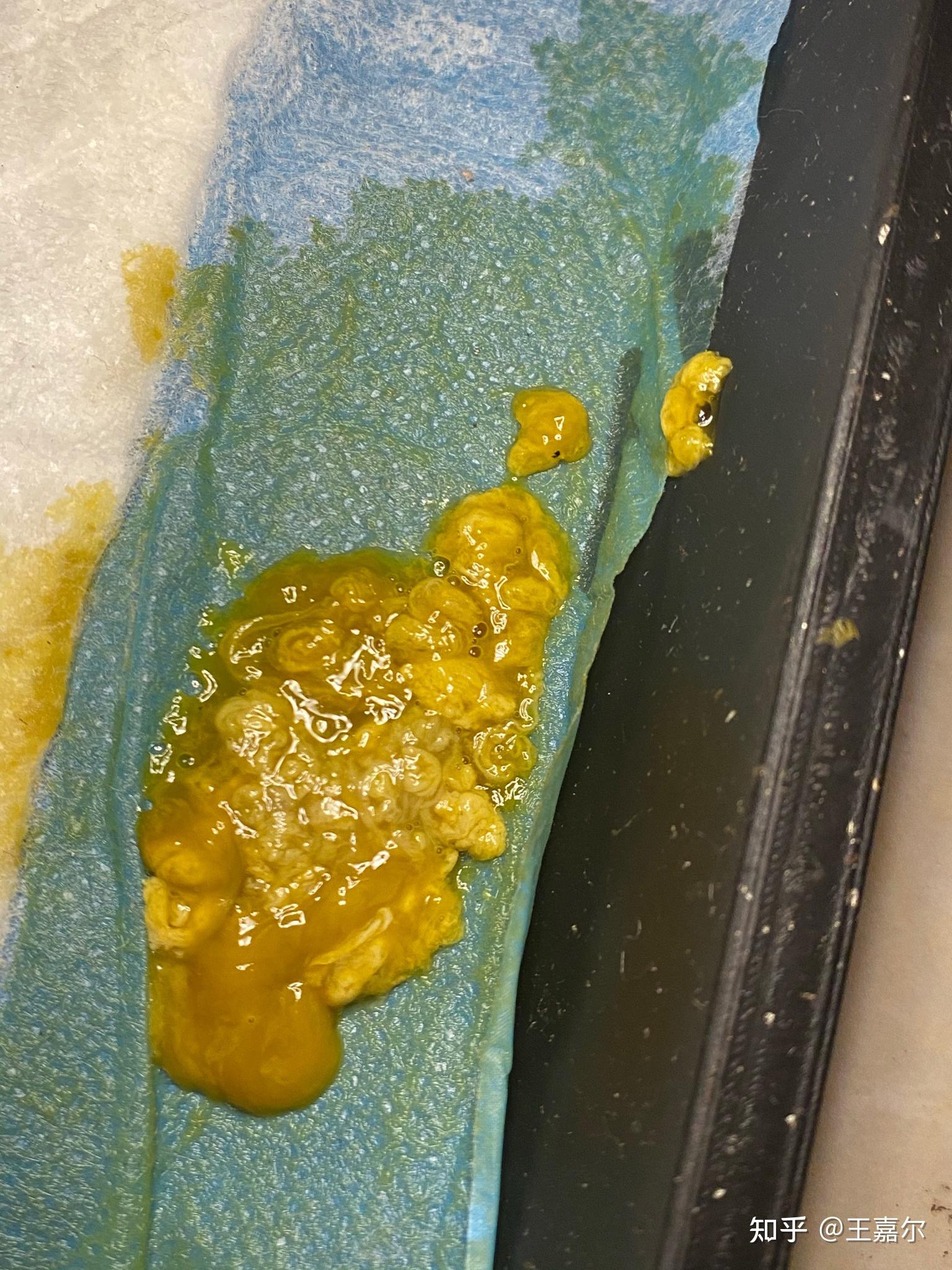 前两天刚买的比熊开始拉肚子