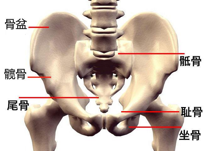 臀部骨头示范图骶(di)骨:从背后沿着脊椎一直往下摸,腰部以下微微凸起